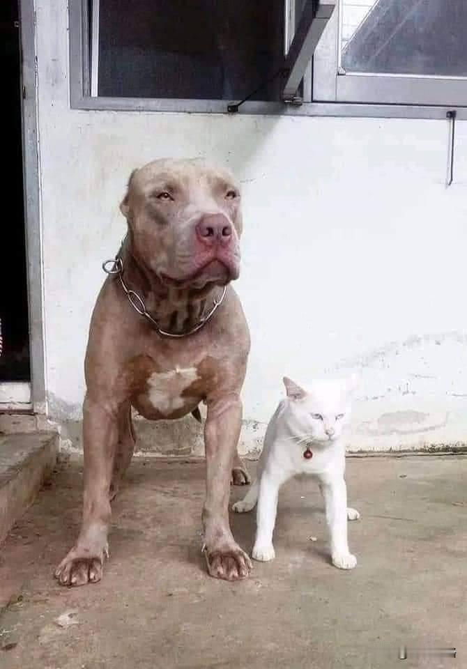 狗子带大的猫🐱，🤣已经忘记自己的血统了