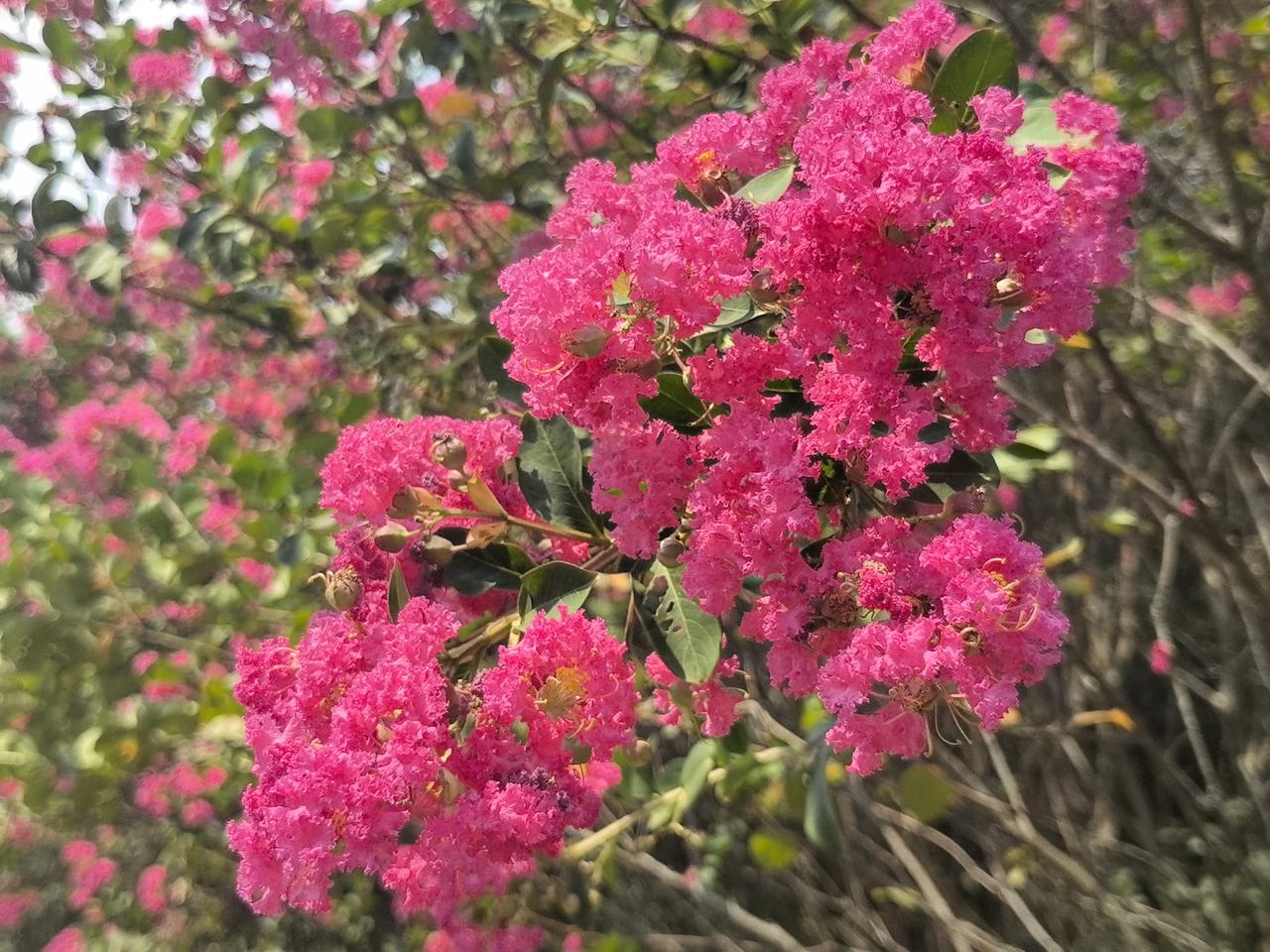 一张照片分享秋天紫薇花。小时候叫它痒痒树，因为轻轻一挠树干，整棵树就会抖动。摄于