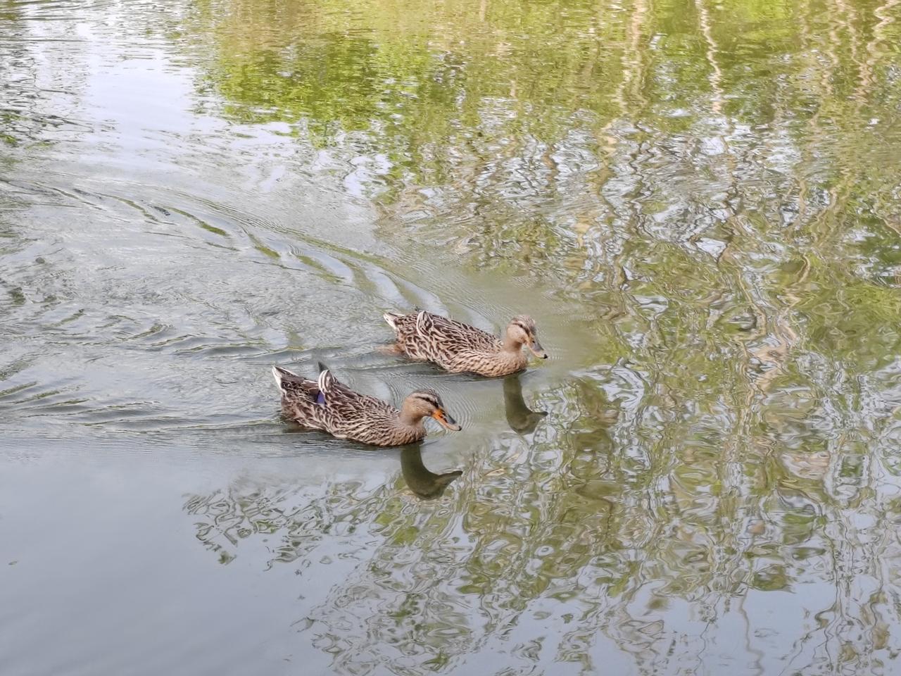 春波漾漾，两只野鸭结伴游过，把树影揉成细碎的涟漪，一摇一摆间，都是自在的模样。