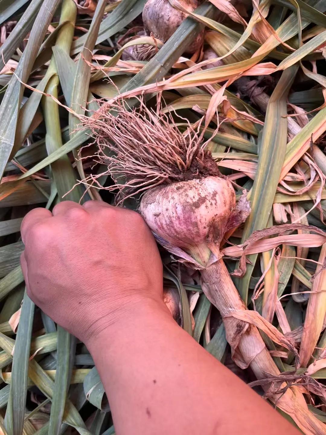 在农村种地，其实不难，还赚钱。直播卖大蒜一亩至少能赚两万，这还难么。

你在网上
