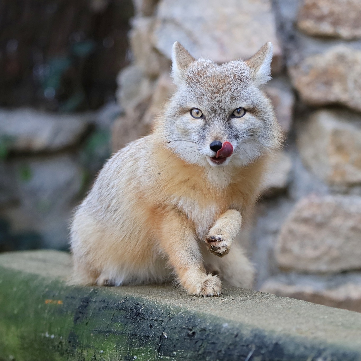今日份认识的新狐狐~~草原狐和她的幼崽~成年狐狸看起来反而更年轻呢【ins：zo