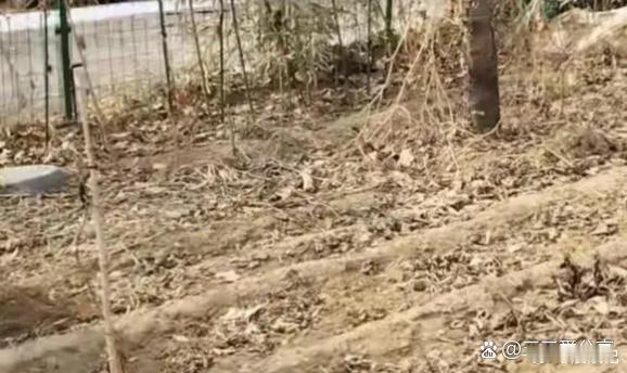 周海媚去世6个多月，她北京豪宅菜园近况：一片荒芜杂草丛生好凄凉 