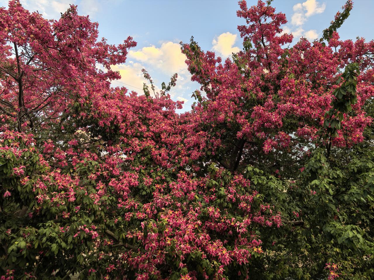 晒出你手机中盛开的花朵异木棉开得红红火火，怎么看也看不够。