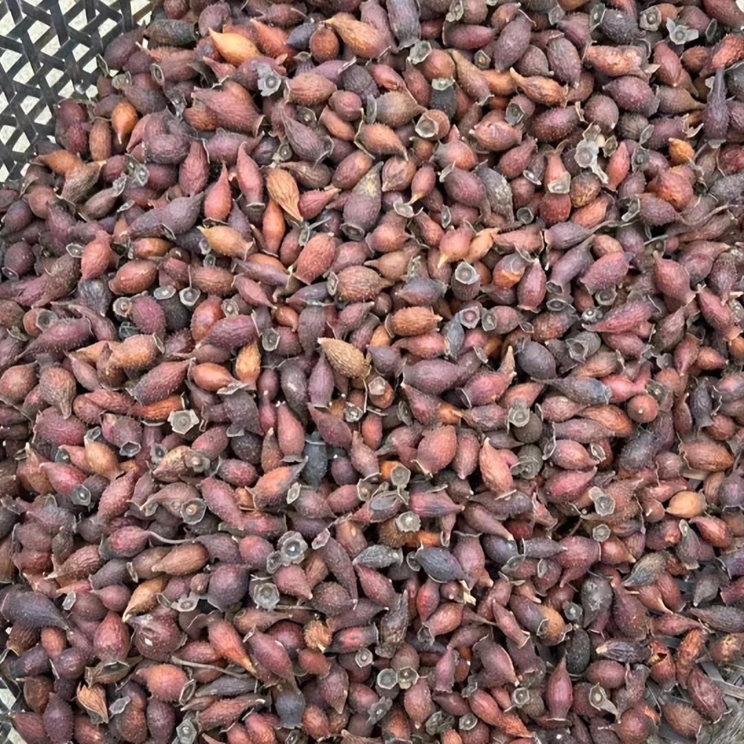 早泄别慌，金樱子泡水，我说透它的门道，只发一次

肾气不固，精关失守，是早泄最常