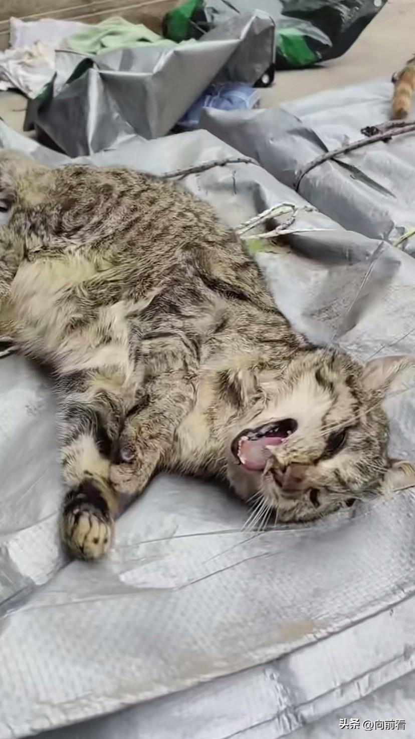 真是罪过！太丧尽天良了，治理流浪猫不该是赶尽杀绝！这哪里是消杀，明明就是故意投毒