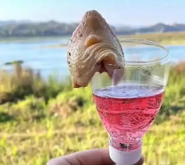 正宗“鸡尾酒”[大金牙]