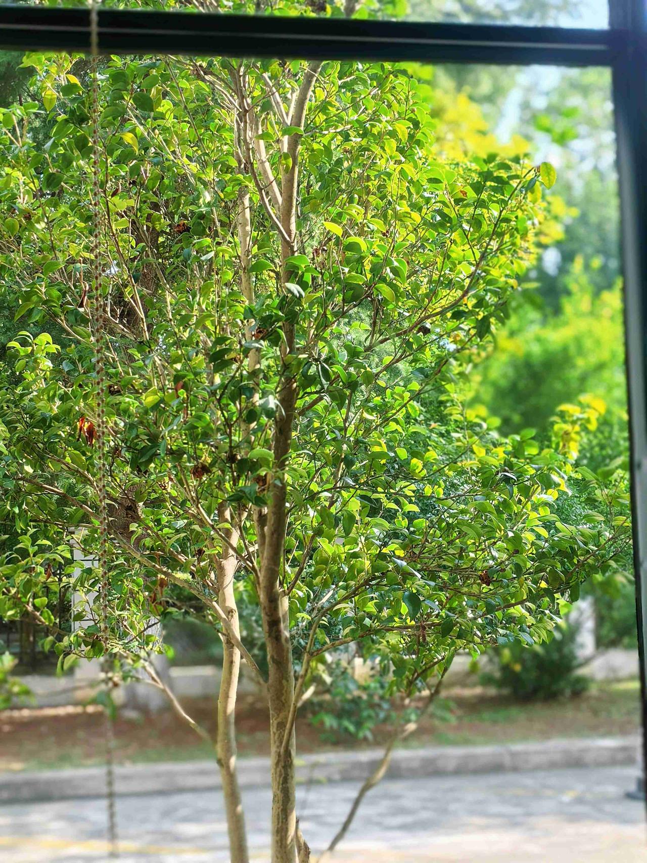 ​当阳光
开始有棱角，
风里面
藏着稻香，
我知道，
该和夏天
好好告个别了。