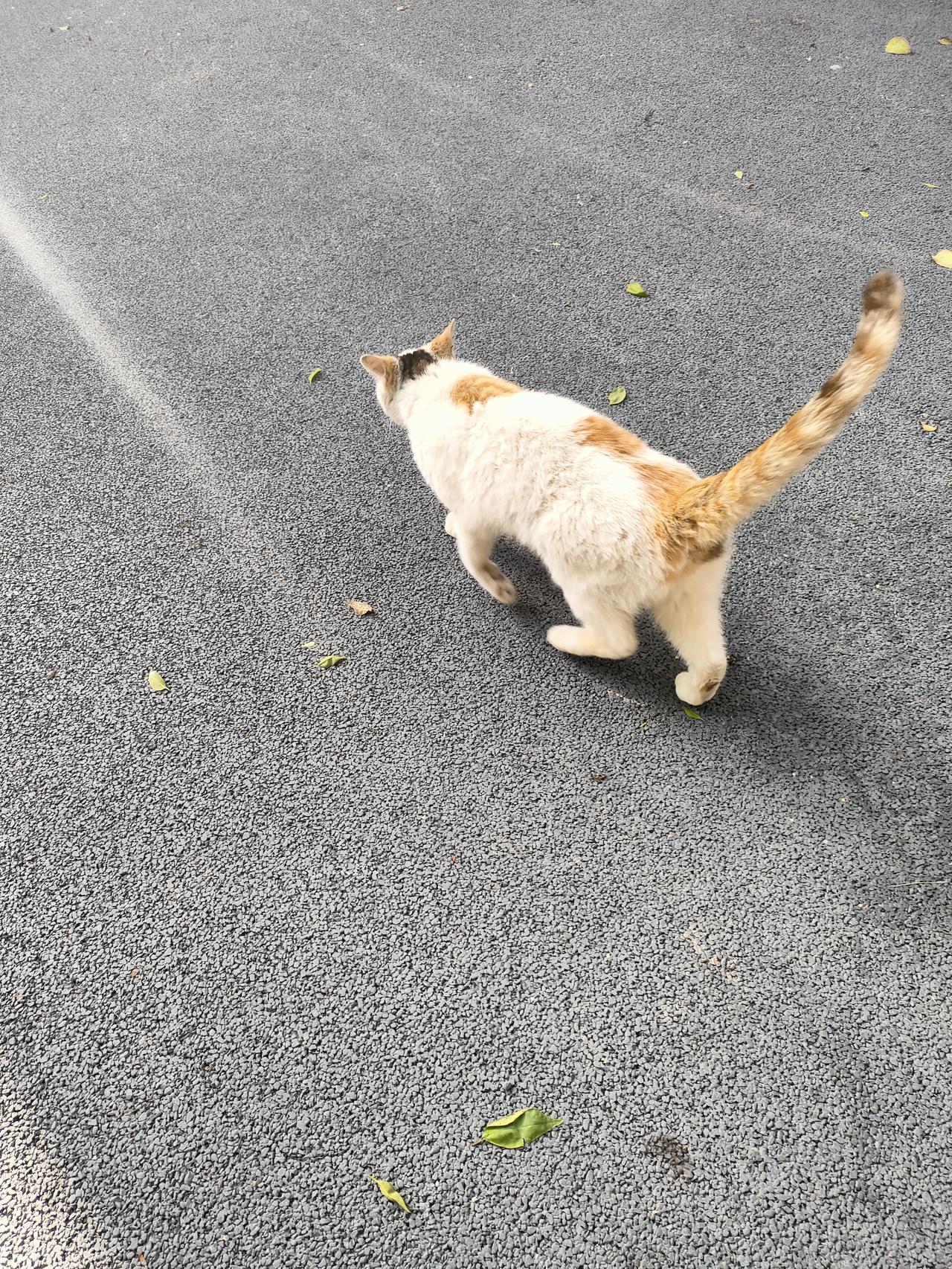 暖阳洒满街巷，小猫慢悠悠闲逛。
踩着光影散步，低头探索人间细碎美好，日子慵懒又温