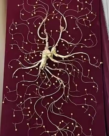 1981年，一颗重量超过七两，价值超过200万的野生老山参在东北被挖出，而且开挖