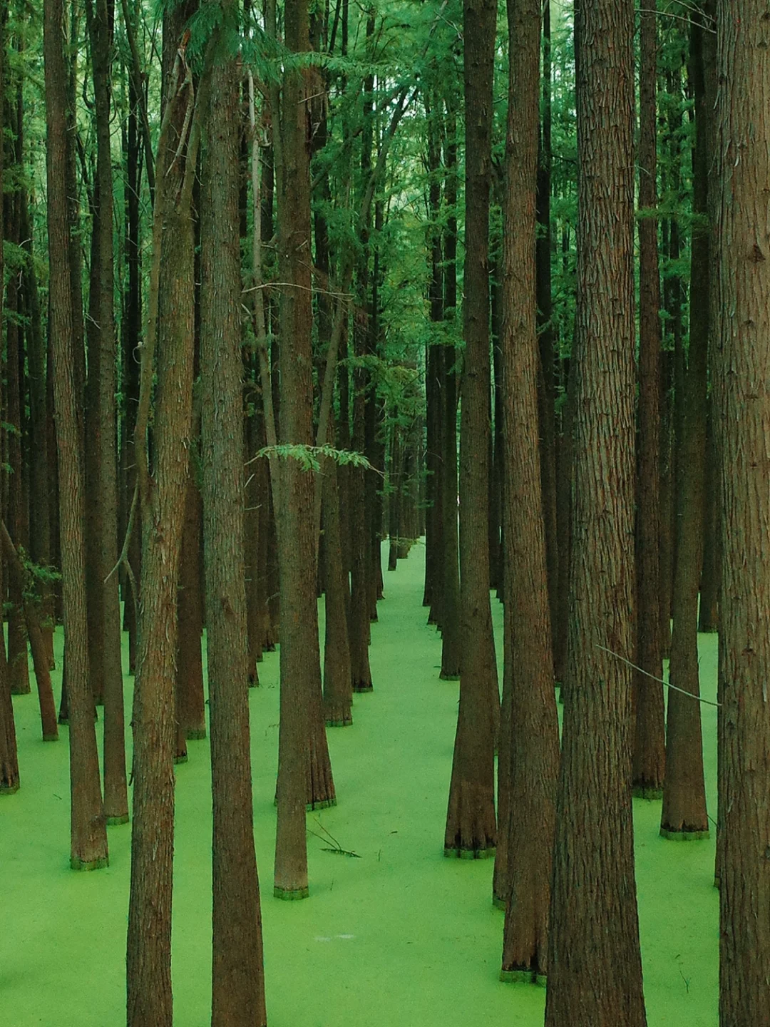 免费‼️青山湖水上森林门票0元，赶快冲.....