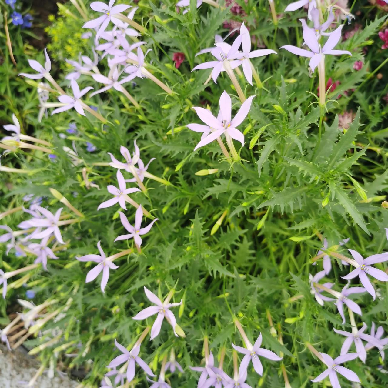 分享相册里最美的花