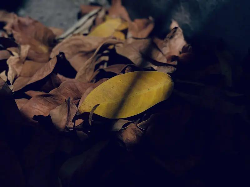 务须一个亿只要别狂语！夏去秋来听落叶，那是大自然奏响的独特乐章。秋天一到，金黄的