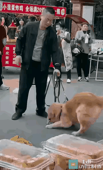 “史上最离谱的护短！”金毛死死咬住小狗不放，最绝的是，主人却像护犊子一样拦住施救