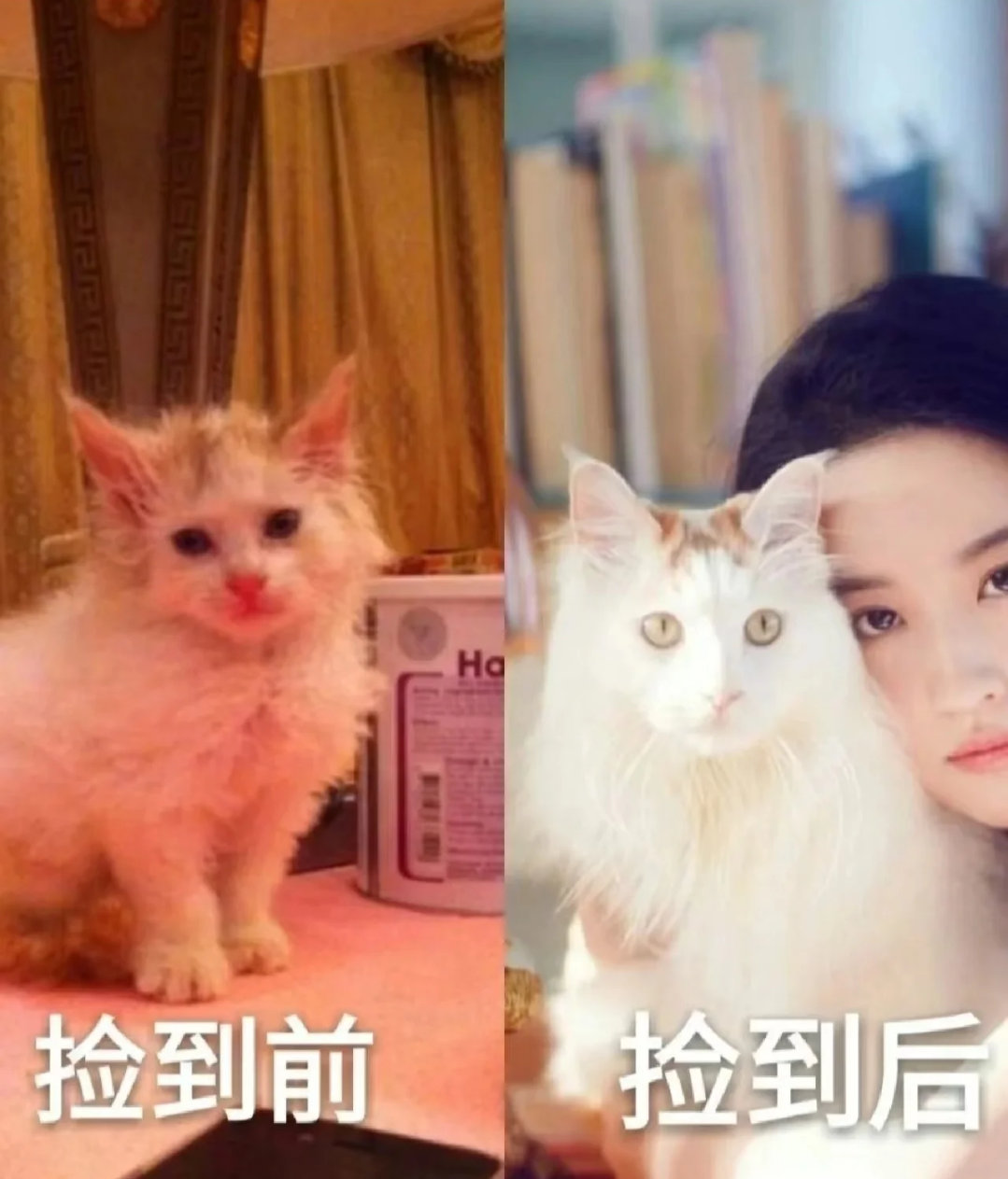 刘亦菲把流浪猫养成了自己的样子，仙女喵！ ​​​