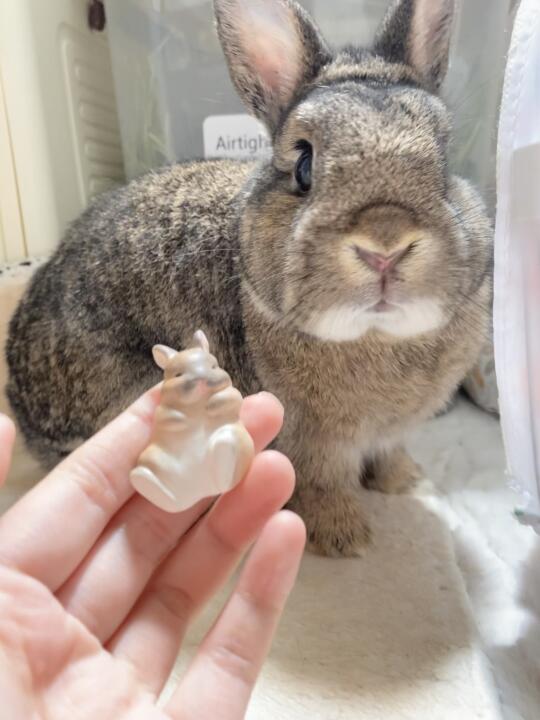 兔兔生了