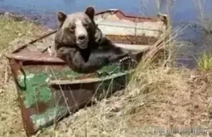 经过两年，俄罗斯的黑海舰队就只剩下黑海了。

不过聊以自慰的是——熊还在。