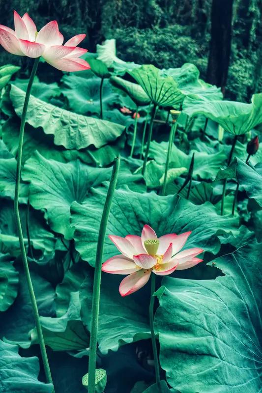 这教研组长，让我干我也不干。
现在的教师，几乎都是人间清醒啊！
学校原来的语文教