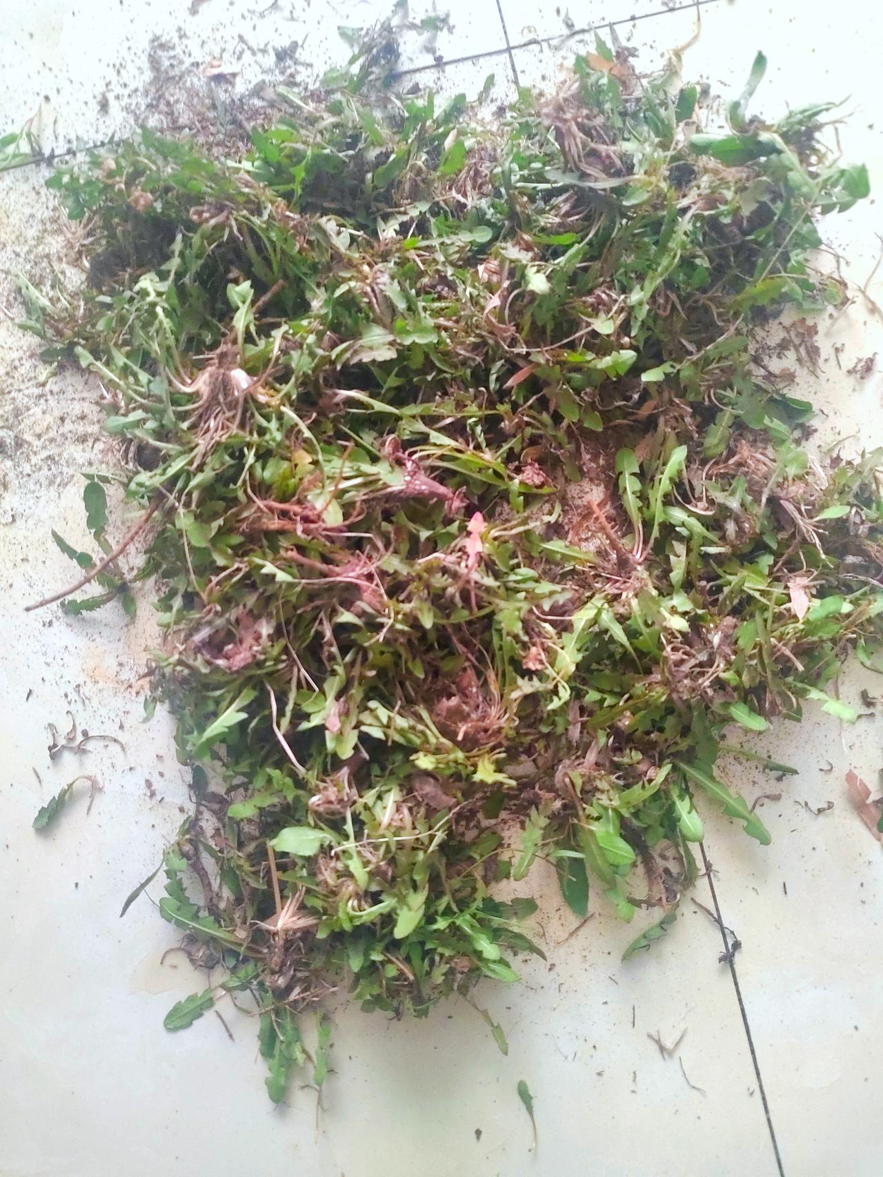 又到了一年一度挖婆婆丁的时候了，不过这时候的婆婆丁还是小了点，再过个几天应该会长