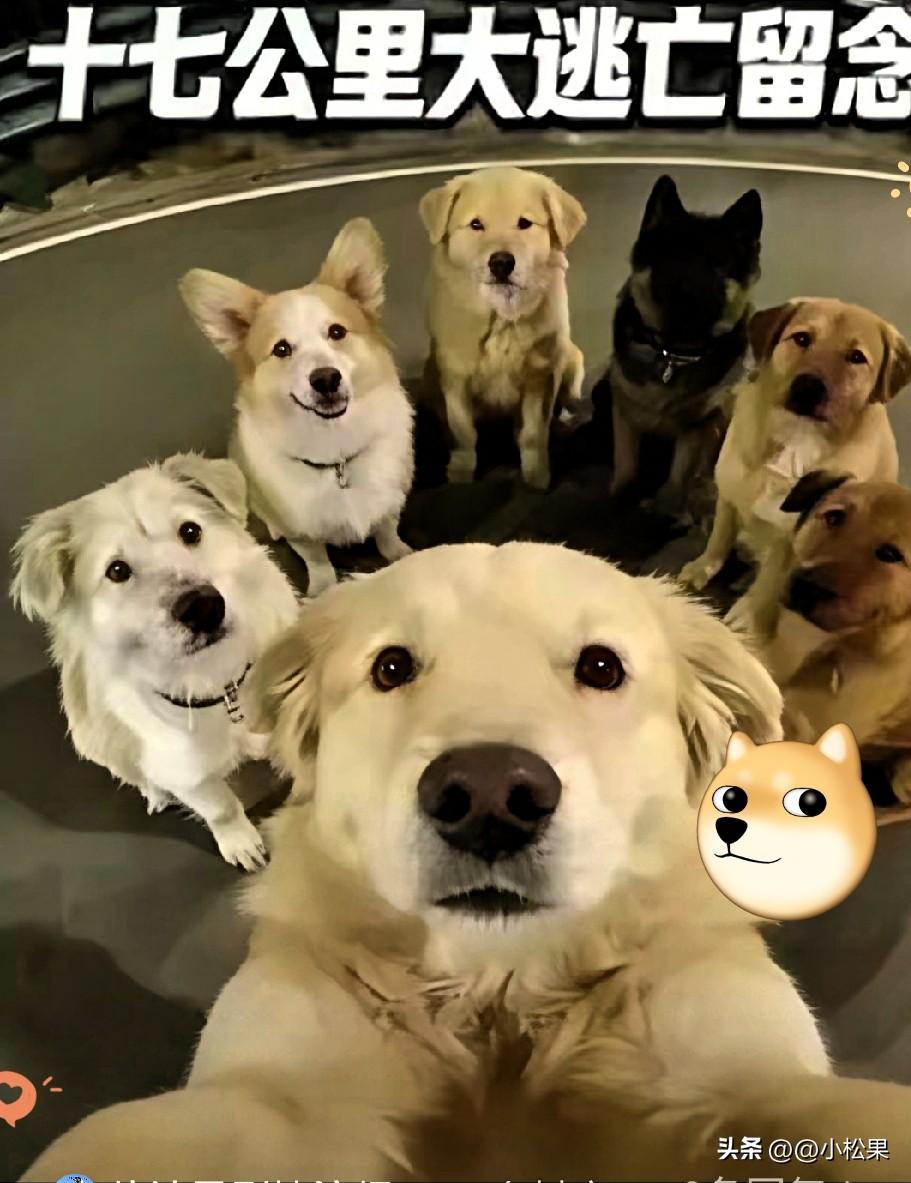 长春7只狗狗的生死归途看哭全网！被偷狗贼掳走关铁笼，它们竟合力咬断笼子逃生，17