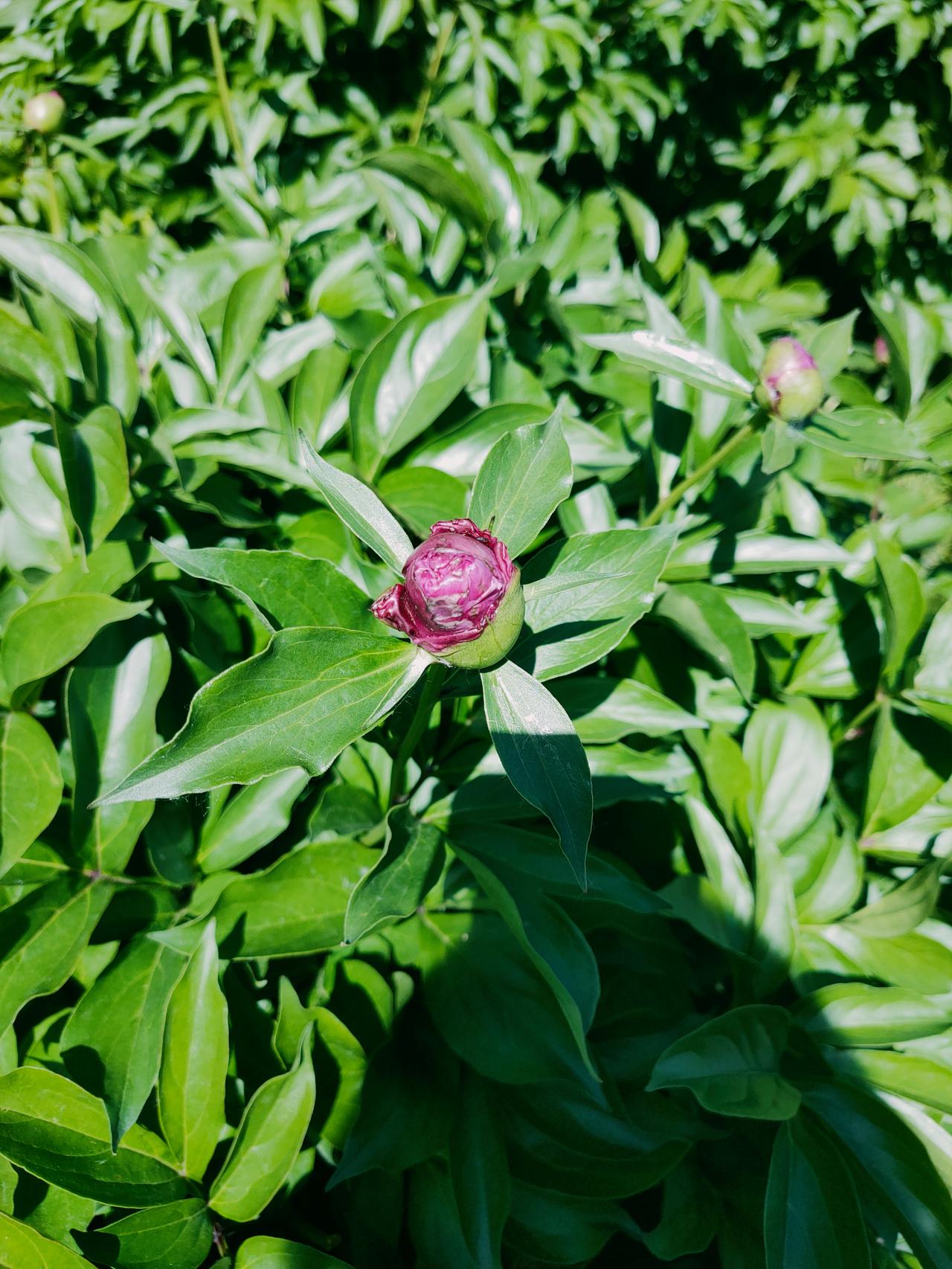 真心话茶局