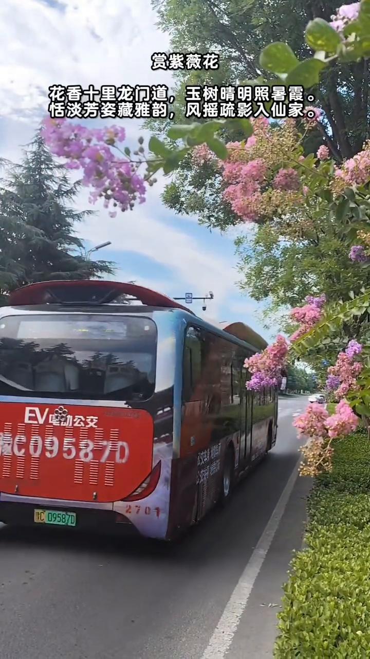 赏紫薇花。
花香十里龙门道，玉树晴明照暑霞。恬淡芳姿藏雅韵，风摇疏影入仙家。