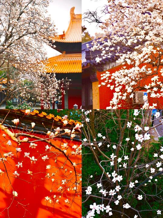 南京 | 6️⃣个玉兰花观赏地现状❗看完再去！