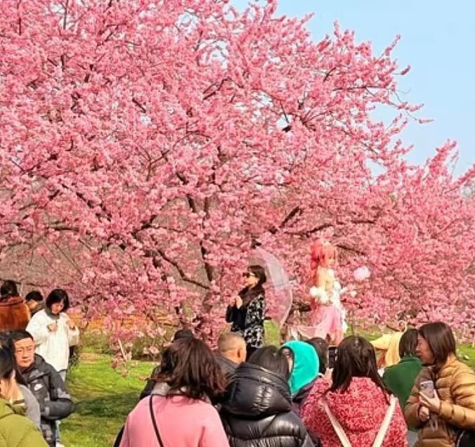 春天踏青计划该怎么做
年轻人/久坐族：踏春=低强度有氧+情绪重置
· 方案：选择