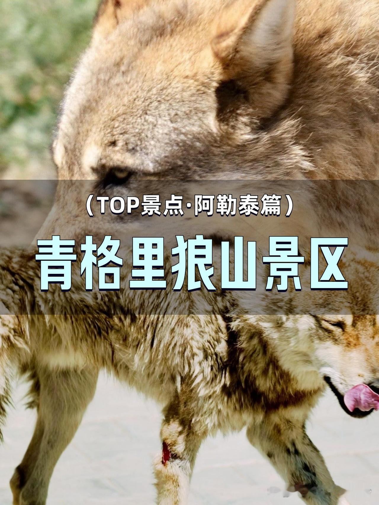 🌿北疆秘境｜青格里狼山徒步全攻略

在阿勒泰的荒野中，藏着一座被低估的“狼性秘