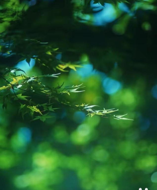 出门没有刻意取景，没有精心构图，只是路过时随手举起手机定格一张。
 
没有网红打