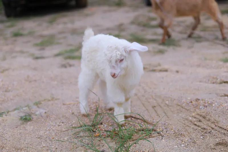 有人出价13万求购会装死的小羊

某地中方村一养殖户家一只出生仅10天的小羊羔，