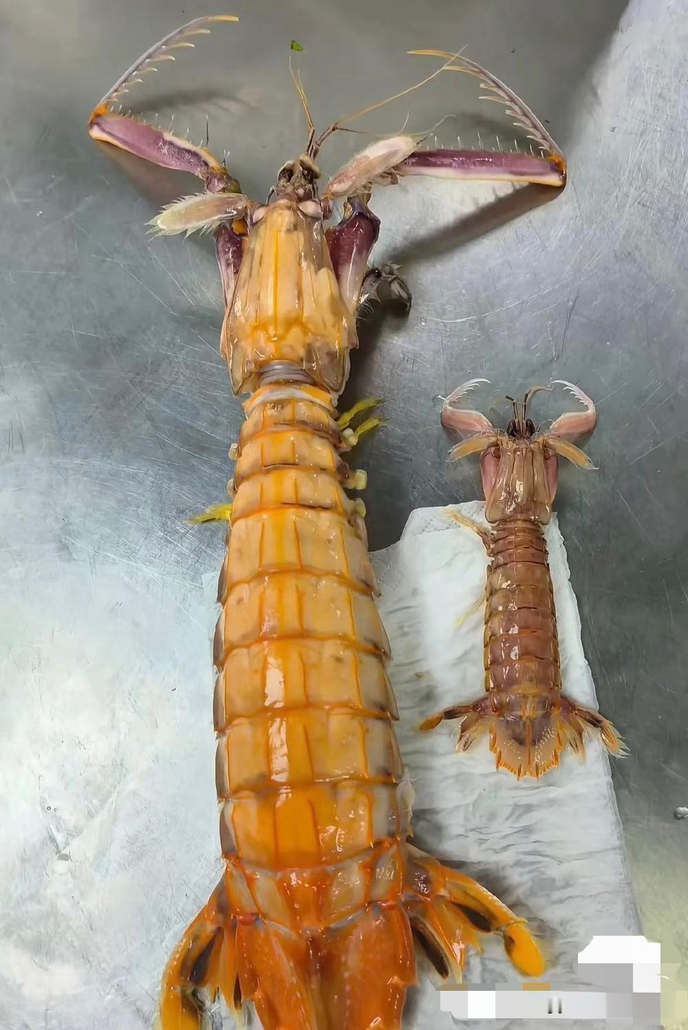 这就是几十和几百的区别