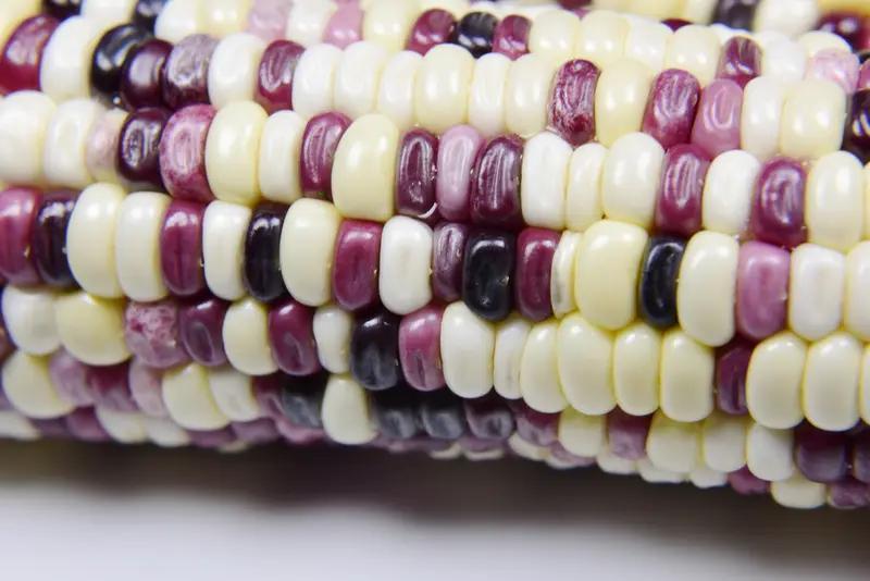 玉米在你们那儿的方言叫什么玉米河南叫玉米🌽