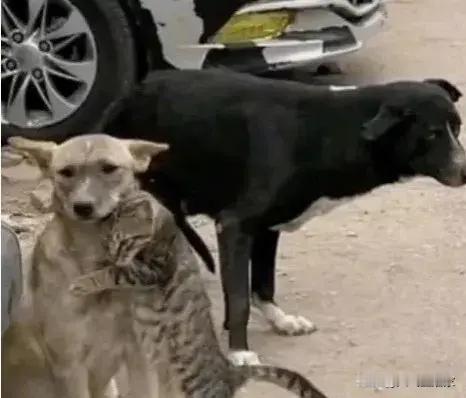土耳其地震后，被救的猫猫认出了自家狗狗[酸][酸][酸]~~​​​