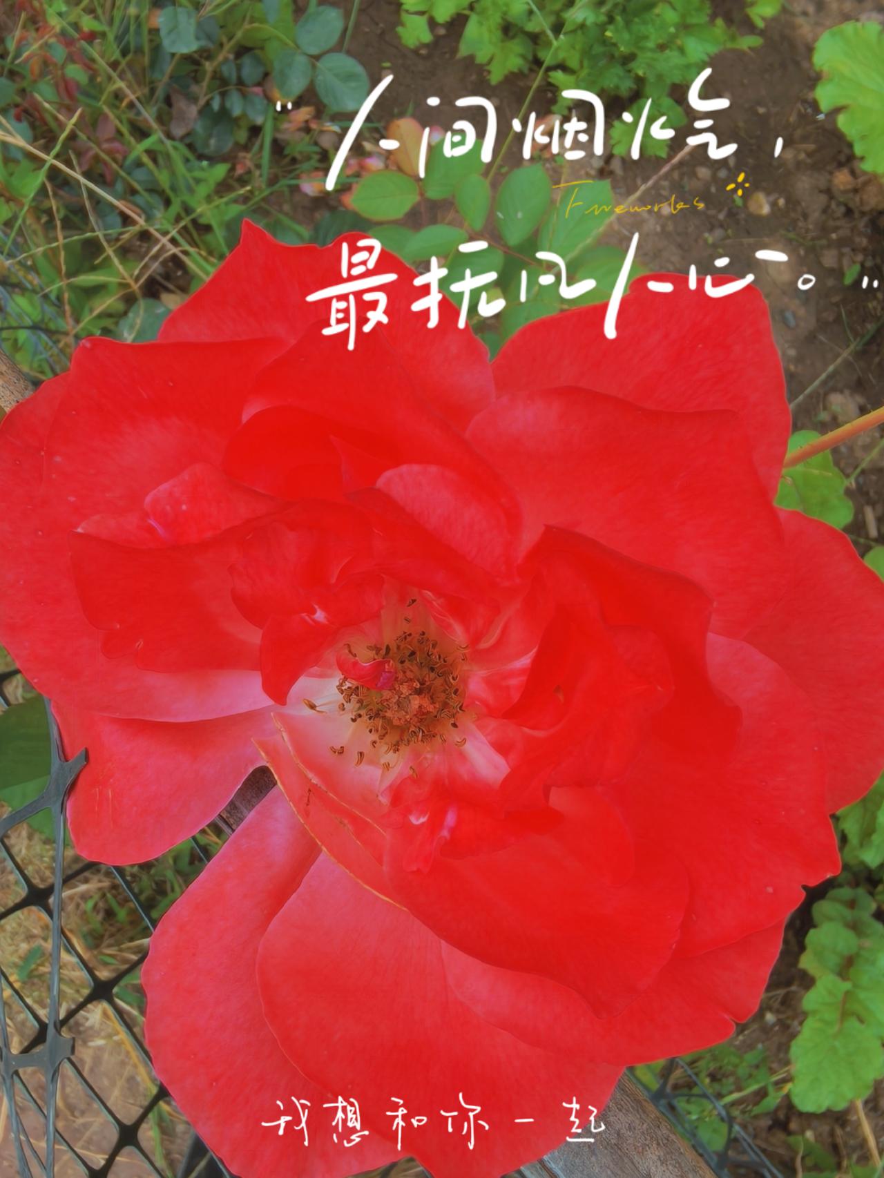 头条创作模板，堪称创作者的福音。写文章时，以往构思结构耗时久，有了模板，就像有了