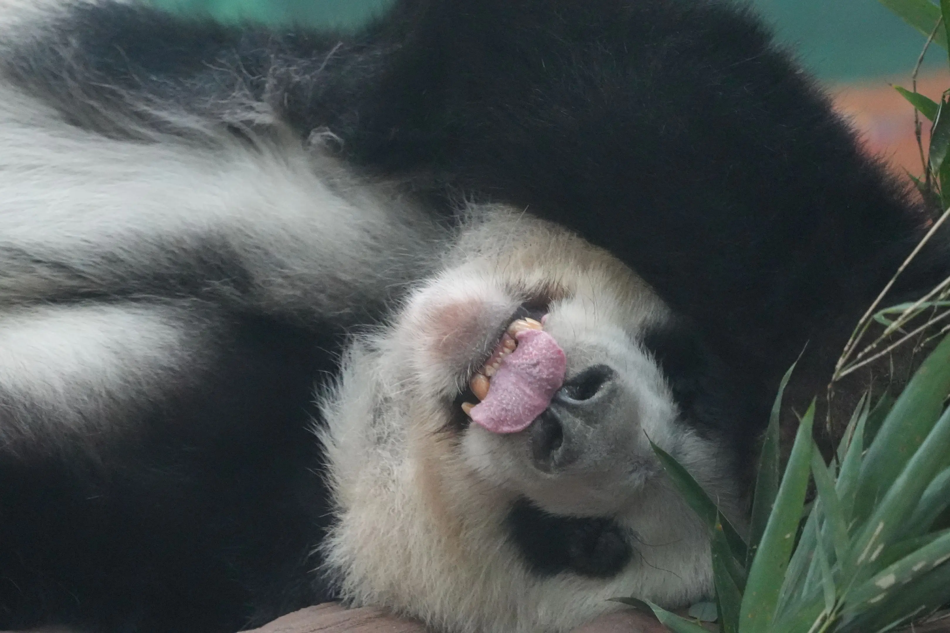 星一:呢个天气最适合训觉。