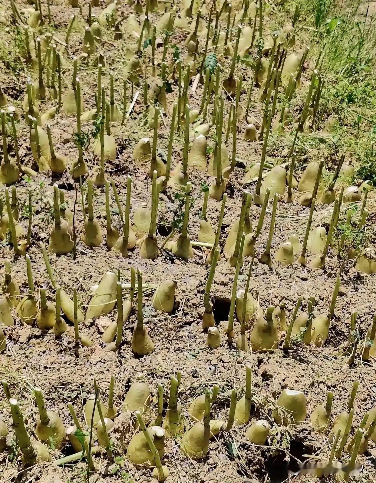田里种满这种怪作物，底部圆鼓鼓还长着长杆，第一眼完全认不出是什么。问了身边好多人