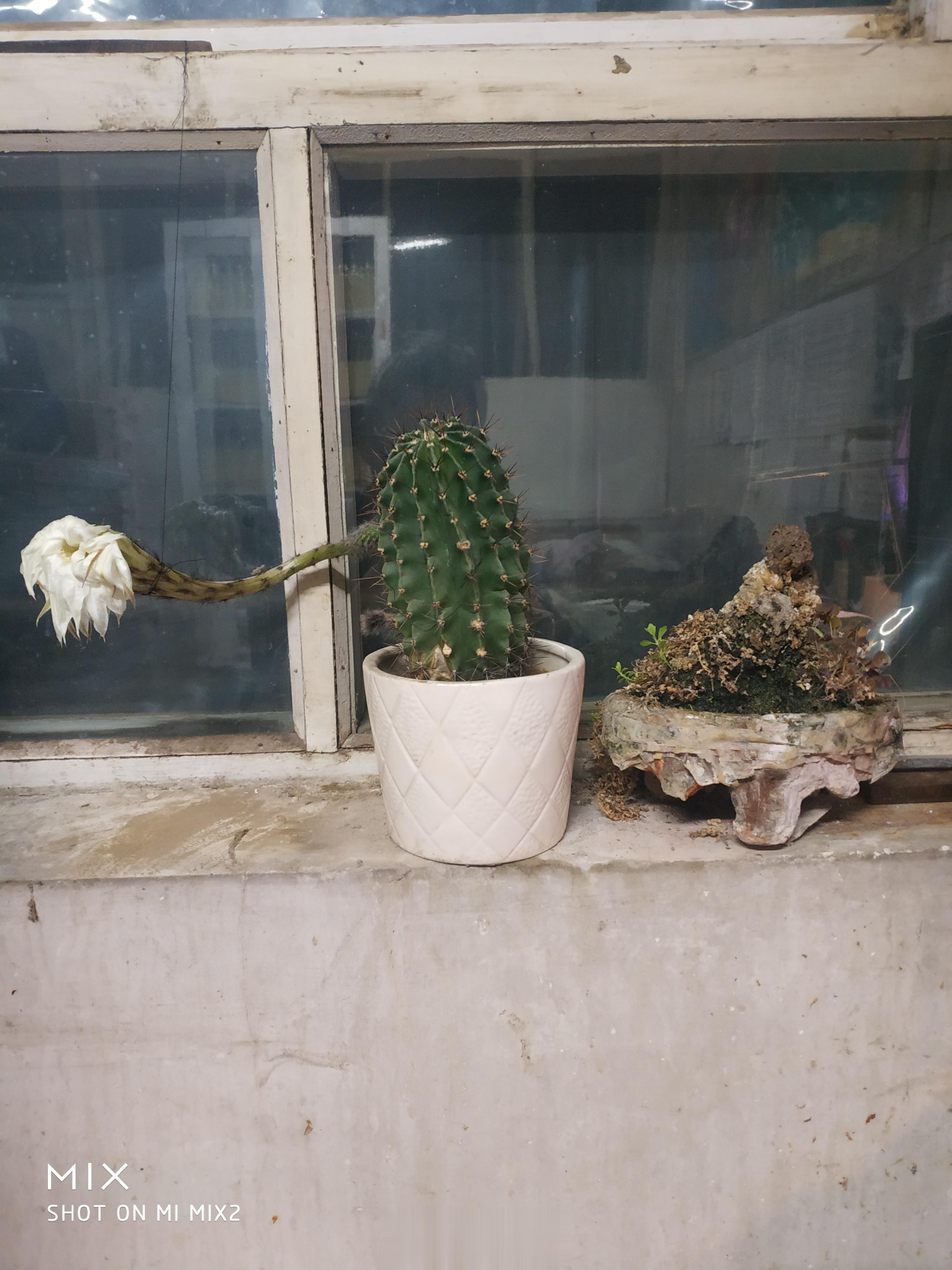 现在晚10时36分，在3小时前花就开始打蔫，现在完全凋谢了。从昨晚7时半开花，到
