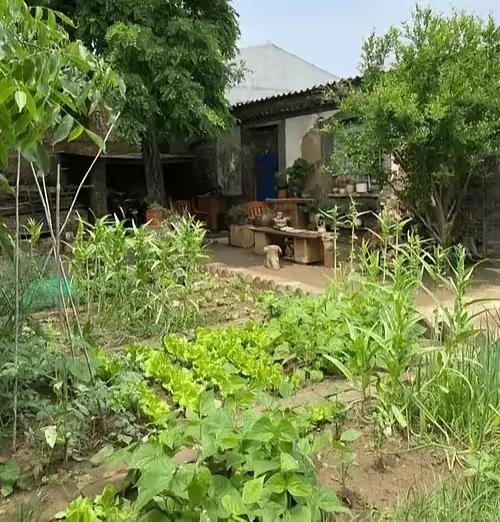 五百月租盘活荒废农院！城市退休夫妻反向养老，活成所有人羡慕的晚年模样
 
城市退