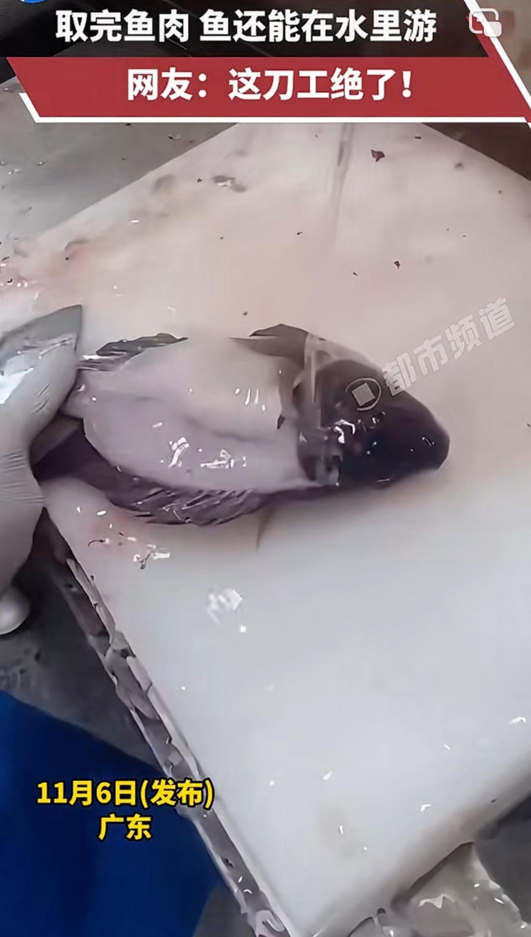 实拍！刀工神技：去肉鱼仍游
 
近日实拍一师傅神级刀工：活鱼去尽鱼肉后，鱼身竟仍