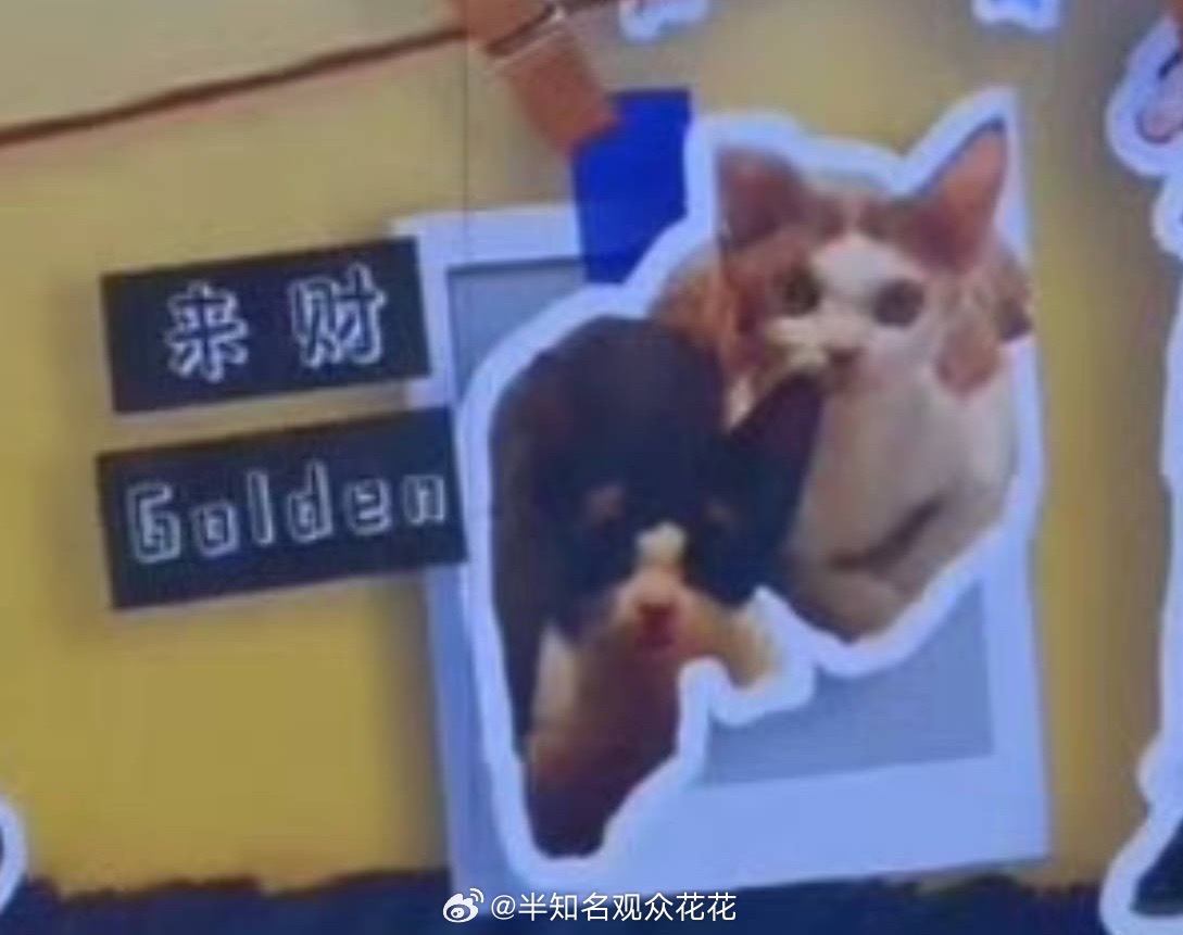 全金钱阵容💰严浩翔的猫叫来财和golden严浩翔蓝绿色挑染 ​​​