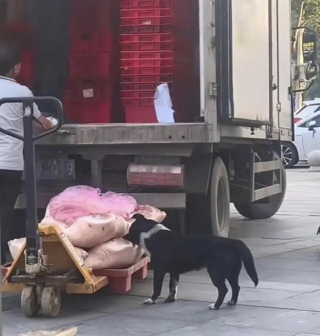 放任流浪狗啃食猪肉的超市，已经将涉事肉铺停业，并封存猪肉，超市负责人表示会对搬运
