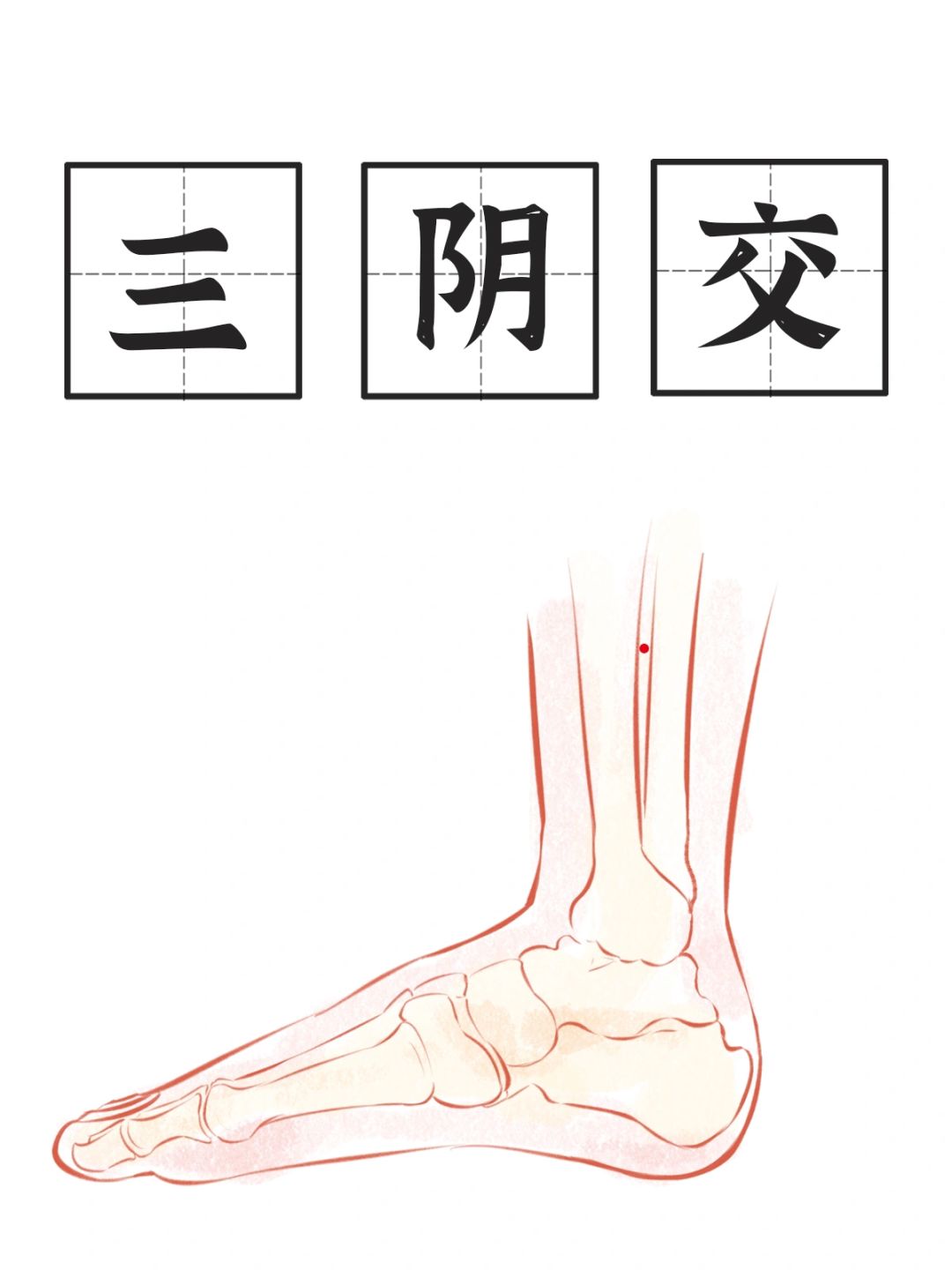 《足少阴脾经》商丘🌟三阴交🌟