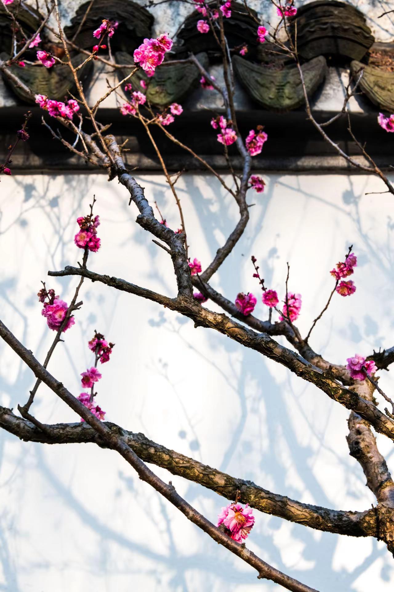 南京明孝陵红楼艺文苑。南京明孝陵红楼艺文苑我的摄影日记 原创摄影 风景摄影 古建