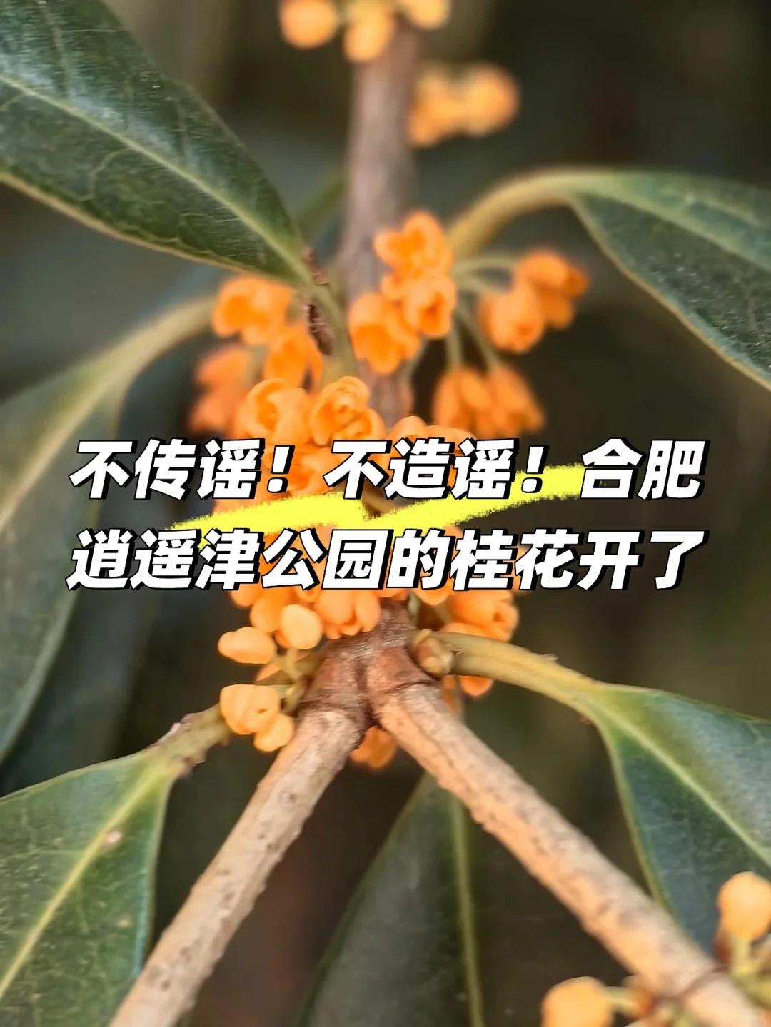 不传谣！不造谣！合肥逍遥津公园的桂花开了🌸