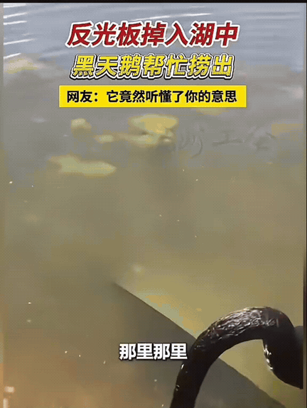 太有灵性了！女生出去游玩想拍美照，特意带上反光板，结果手滑直接掉进了湖里，两位姑