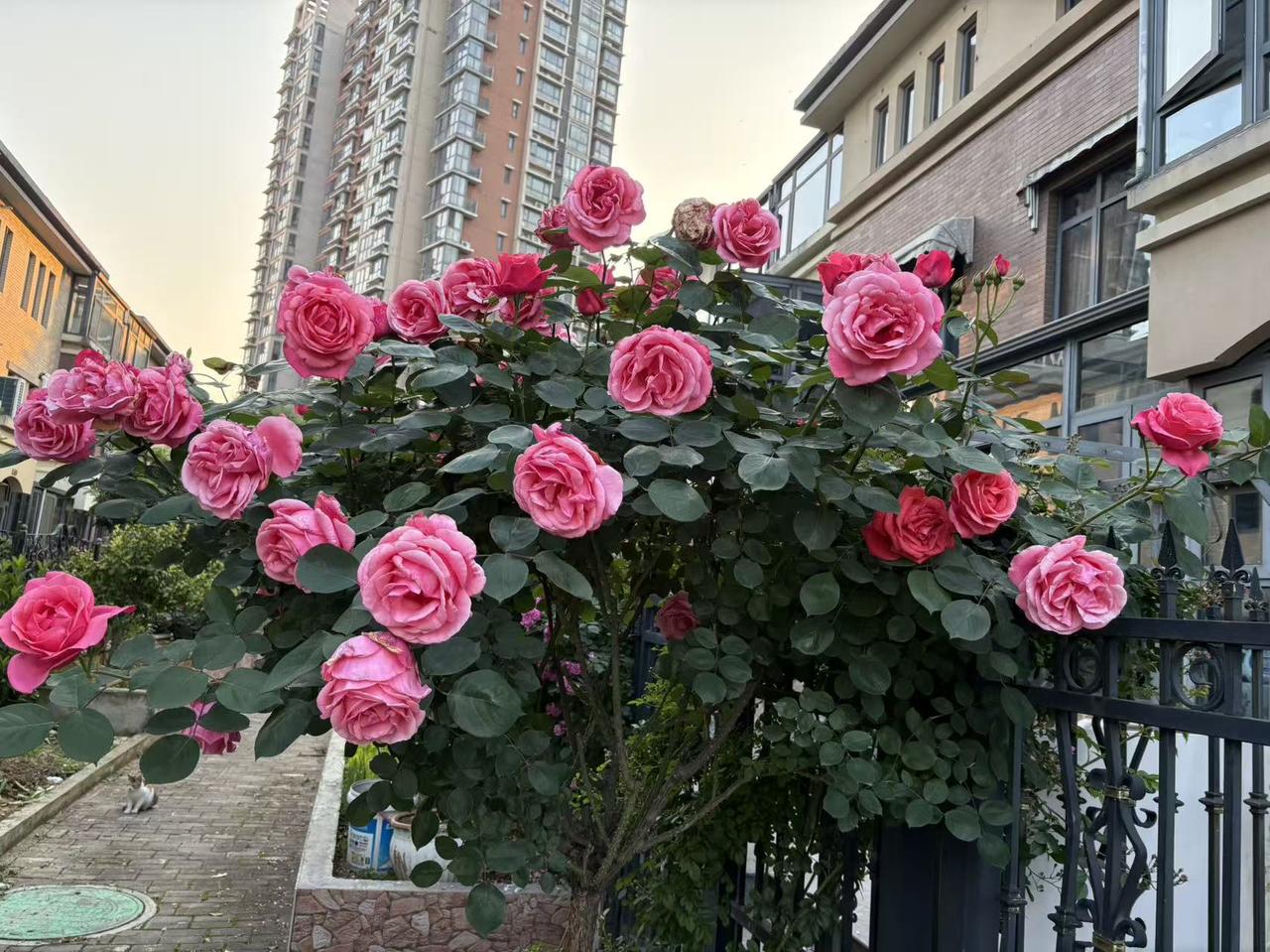 最美月季花好看的花不能独赏 唯有鲜花不负春 最美月季花