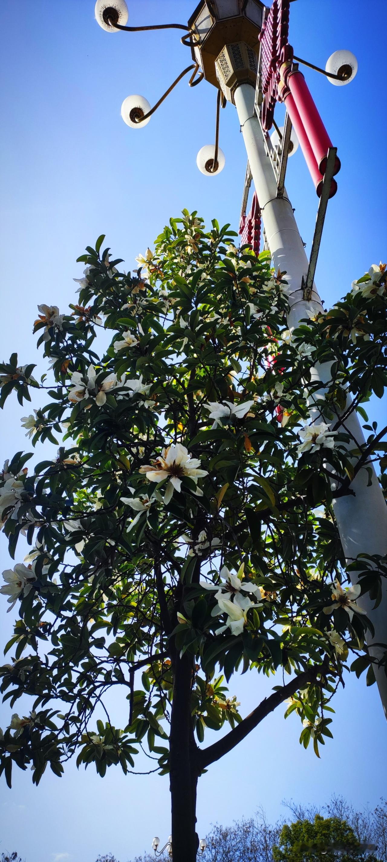 天南地北大拜年滨江路边，有一株深山含笑，就是公园壹号路口的第一棵。朵朵白花绽放枝