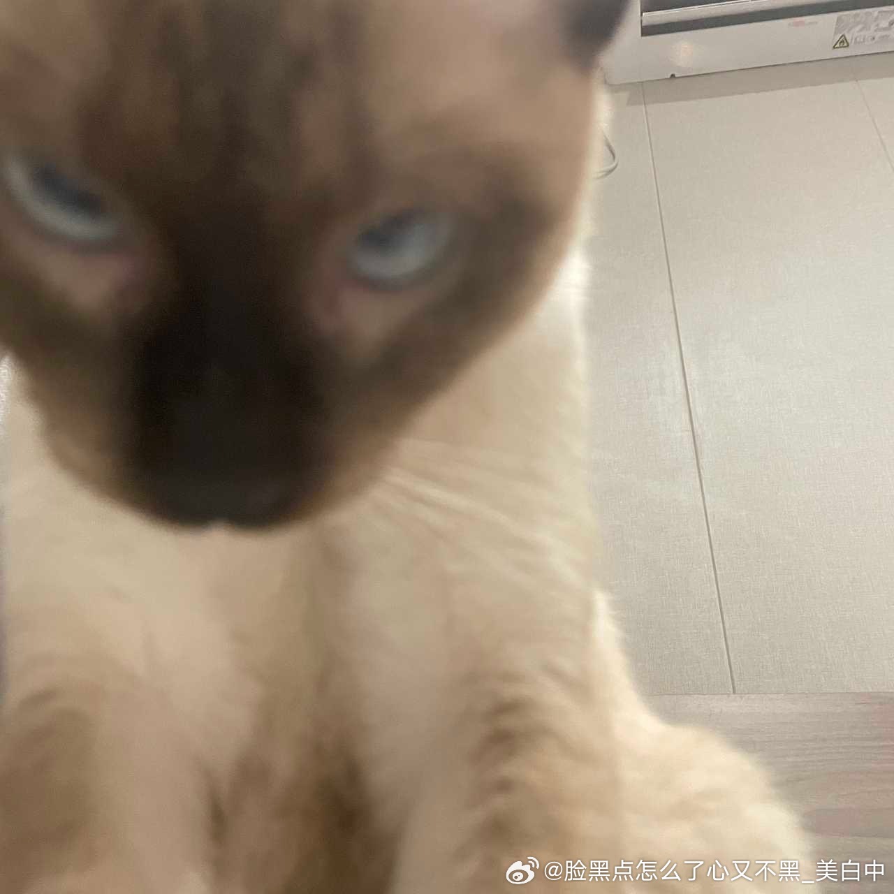4102只黑脸给我来跟猫条，颜值支付。搞快点。 