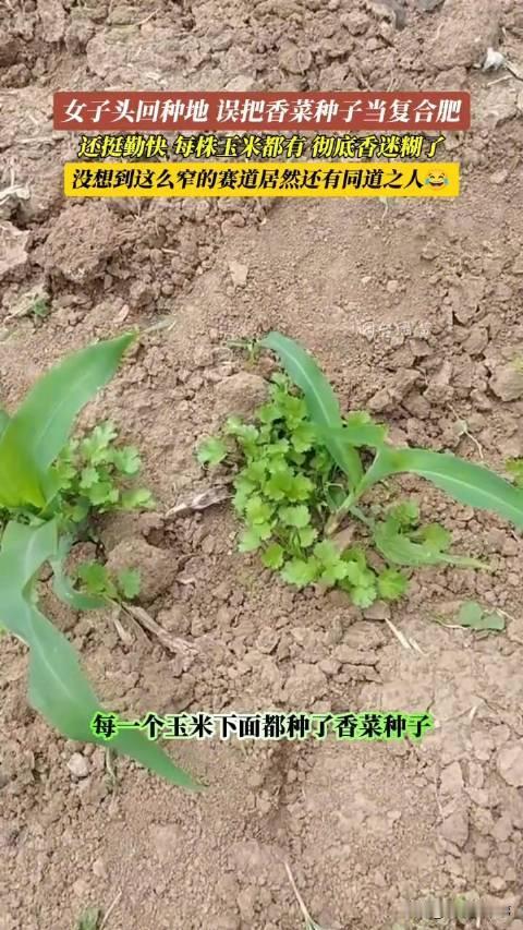 无心插柳！辽宁，女子头一次种地，本想着给玉米地里撒些复合肥，却误打误撞撒下了香菜