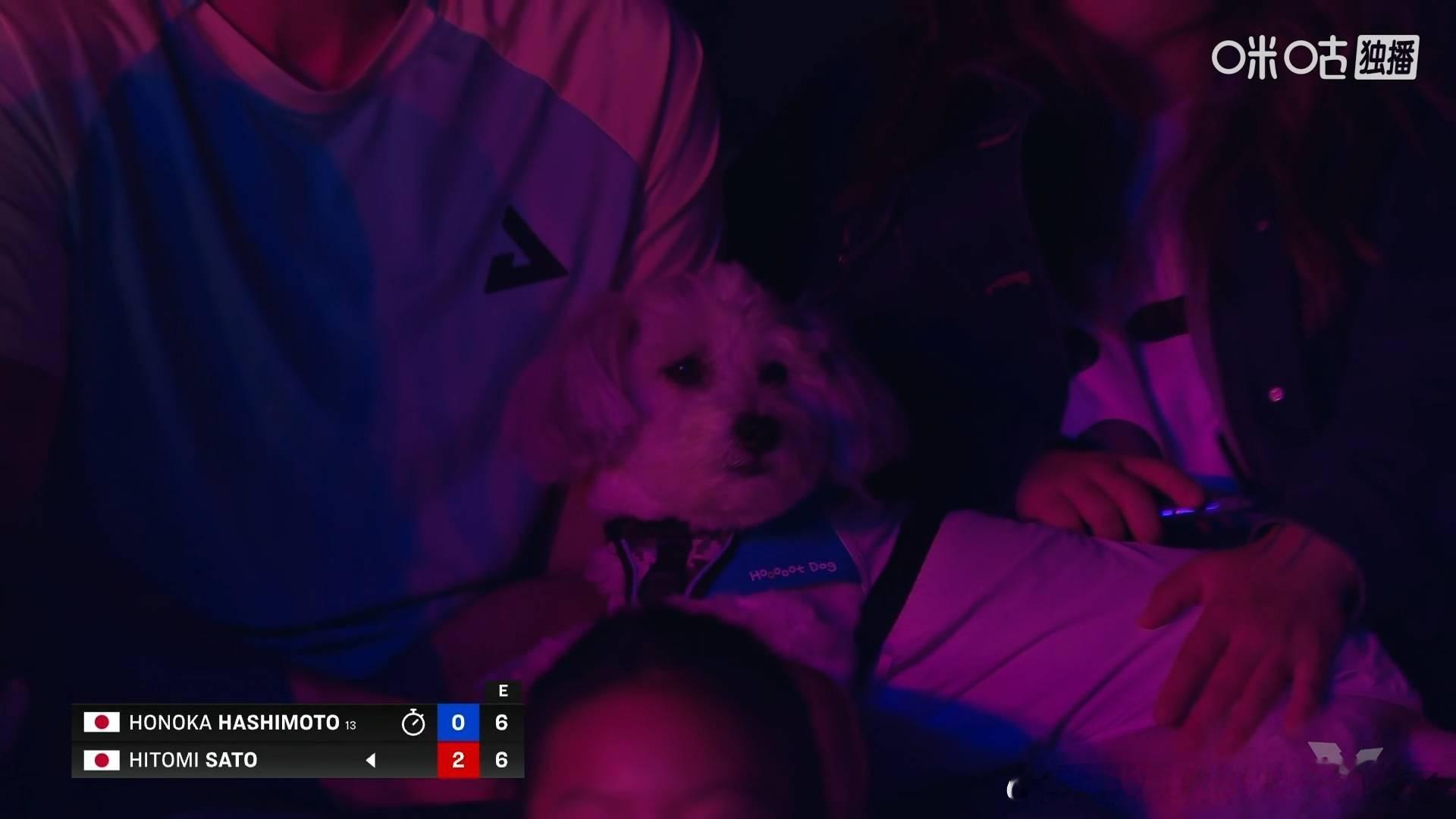 2026WTT美国大满贯在现场观看比赛的狗狗们🐶